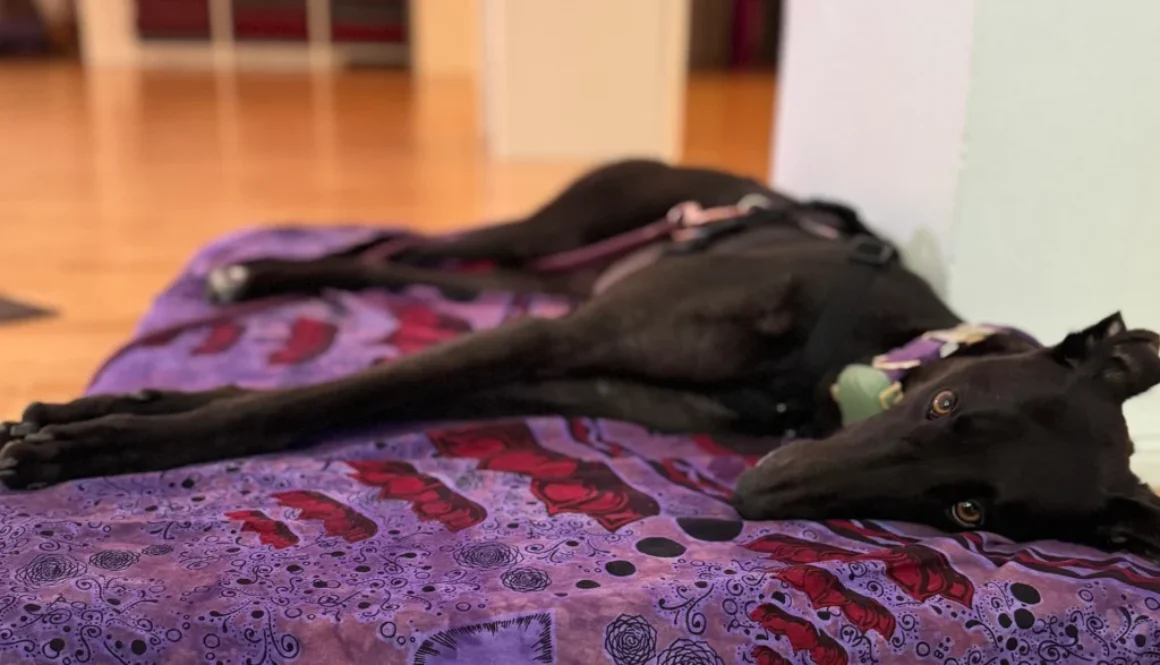 Yoga mit Greyhounds