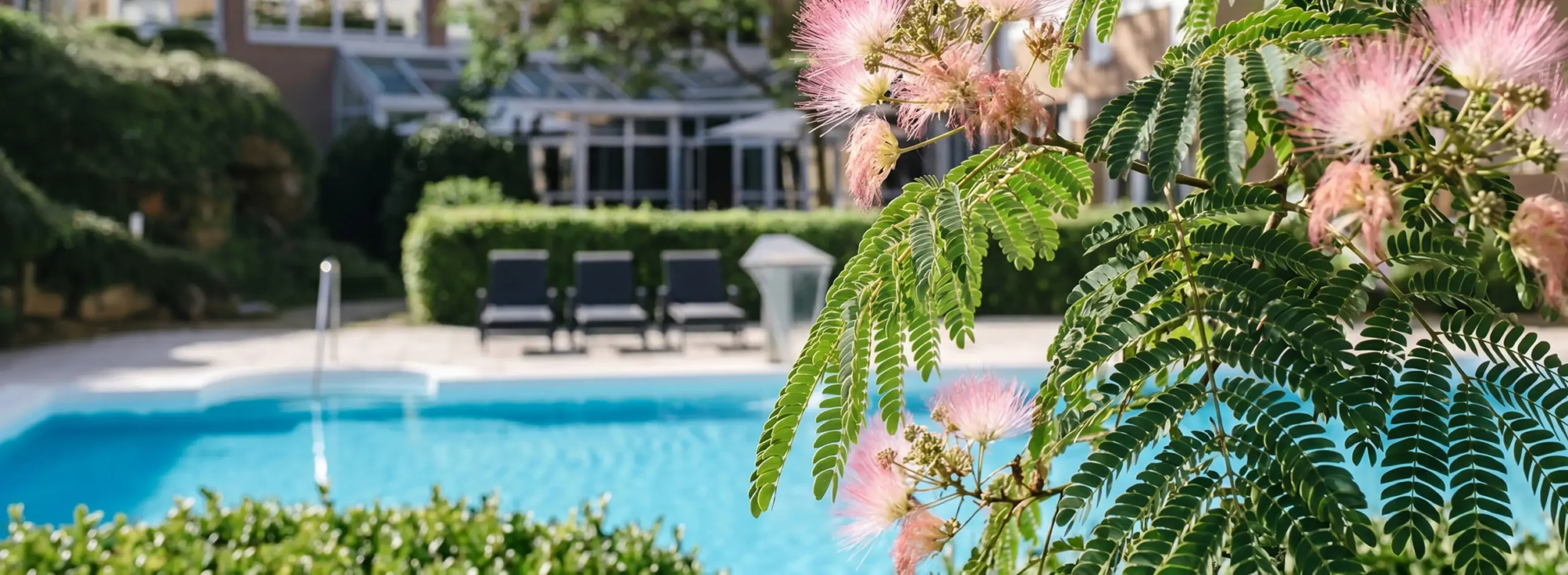 Pool area with blue swimming pool, dark lounge chairs, and greenery in the background, pink bottlebrush flowers in the foreground.