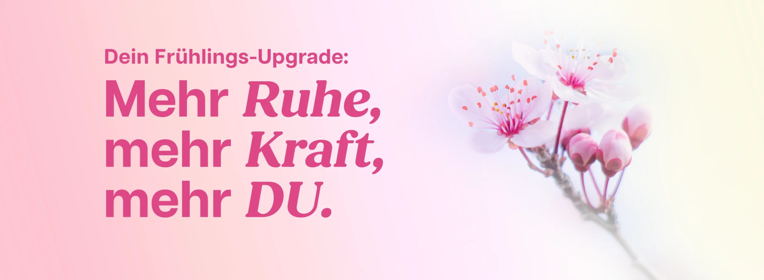 Frühlingserwachen bei YOGALIFE: Blühende Kirschblüten symbolisieren mehr Ruhe, Kraft und Du selbst im Yoga-Upgrade.