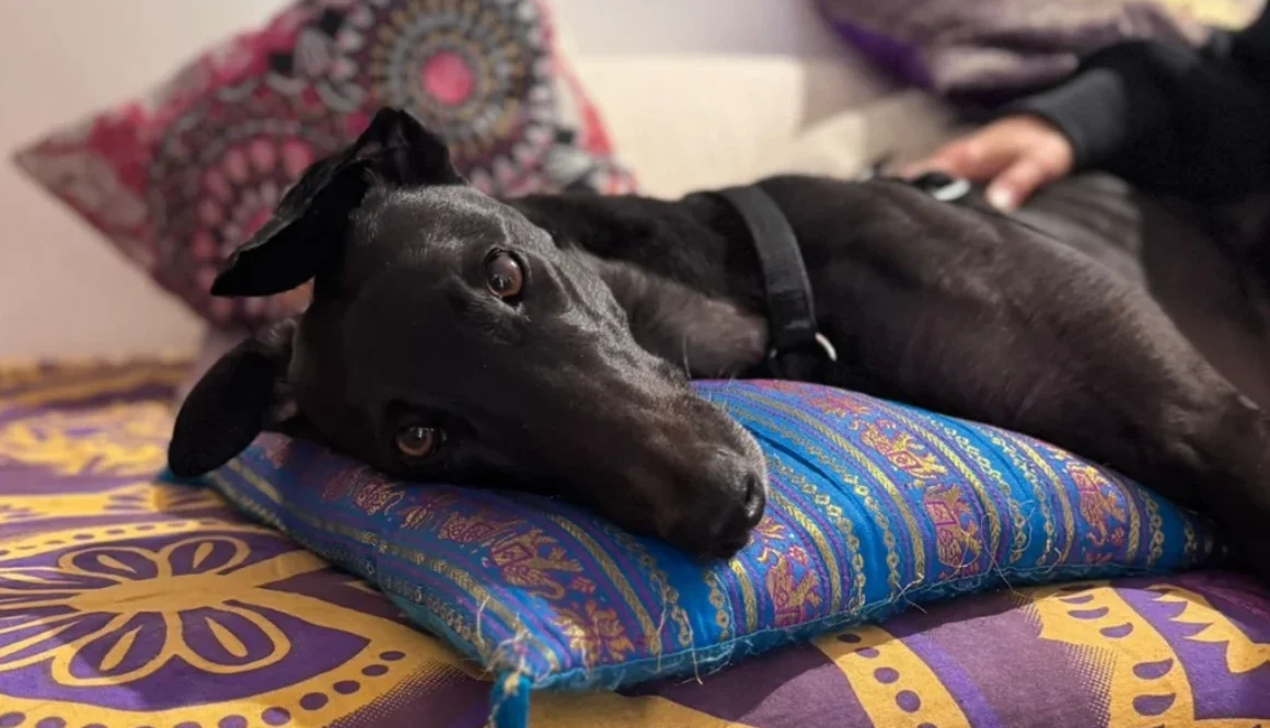 Ein schwarzer Hund liegt entspannt auf einem bunten Kissen mit lila Mustern, umgeben von weichen Kissen.