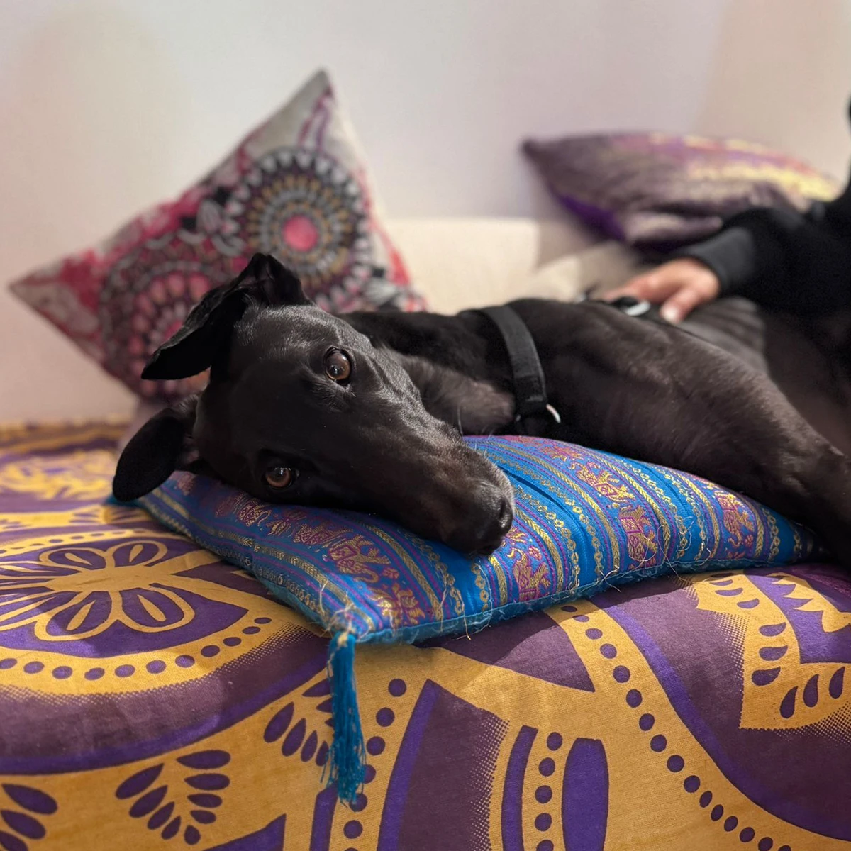 Ein schwarzer Hund liegt entspannt auf einem bunten Kissen mit lila Mustern, umgeben von weichen Kissen.