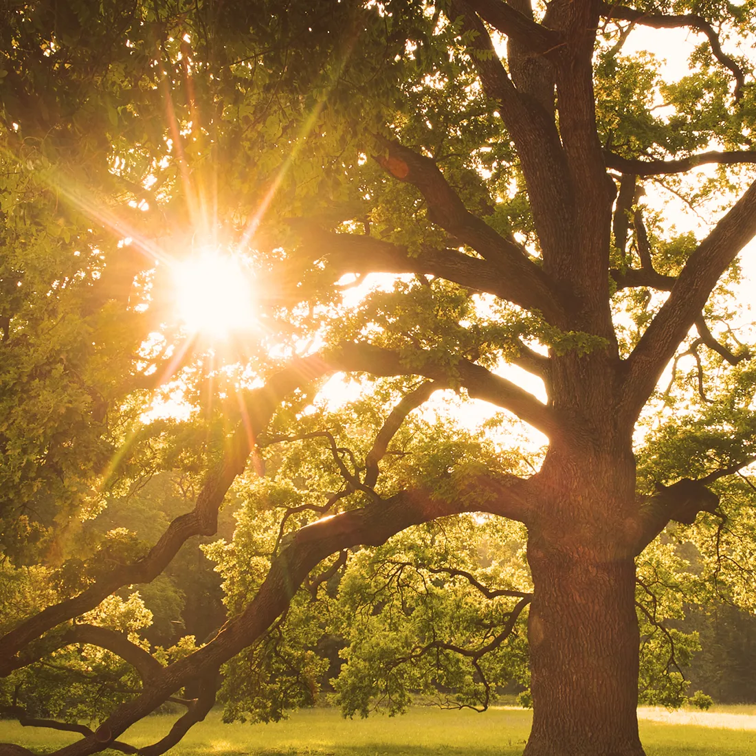 Ein strahlender Baum in der Sonne symbolisiert die Energie der summersessions_mobile im Freien in Graz.