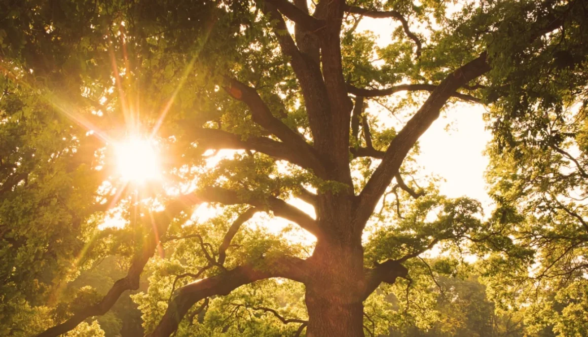 Sonnenstrahlen scheinen durch die Äste eines großen Baumes, der eine friedliche Atmosphäre bei den summersessions_preview schafft.