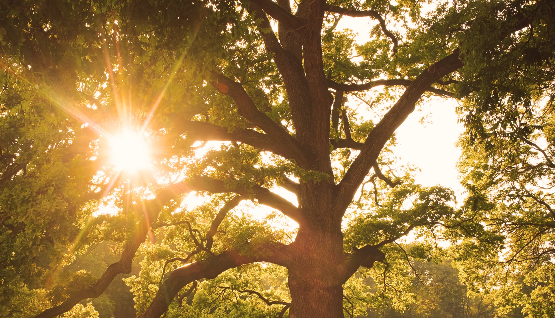 Summer Sessions – Yoga im Park